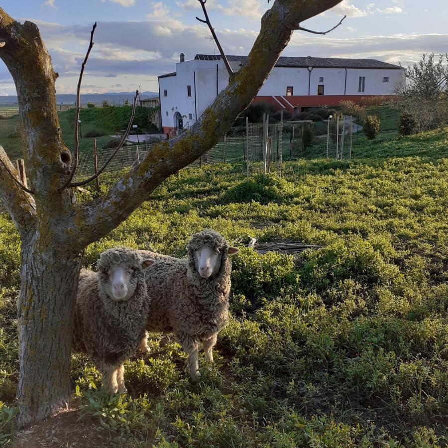 Masseria Agriturismo Moschella Posta Piana Exteriör bild