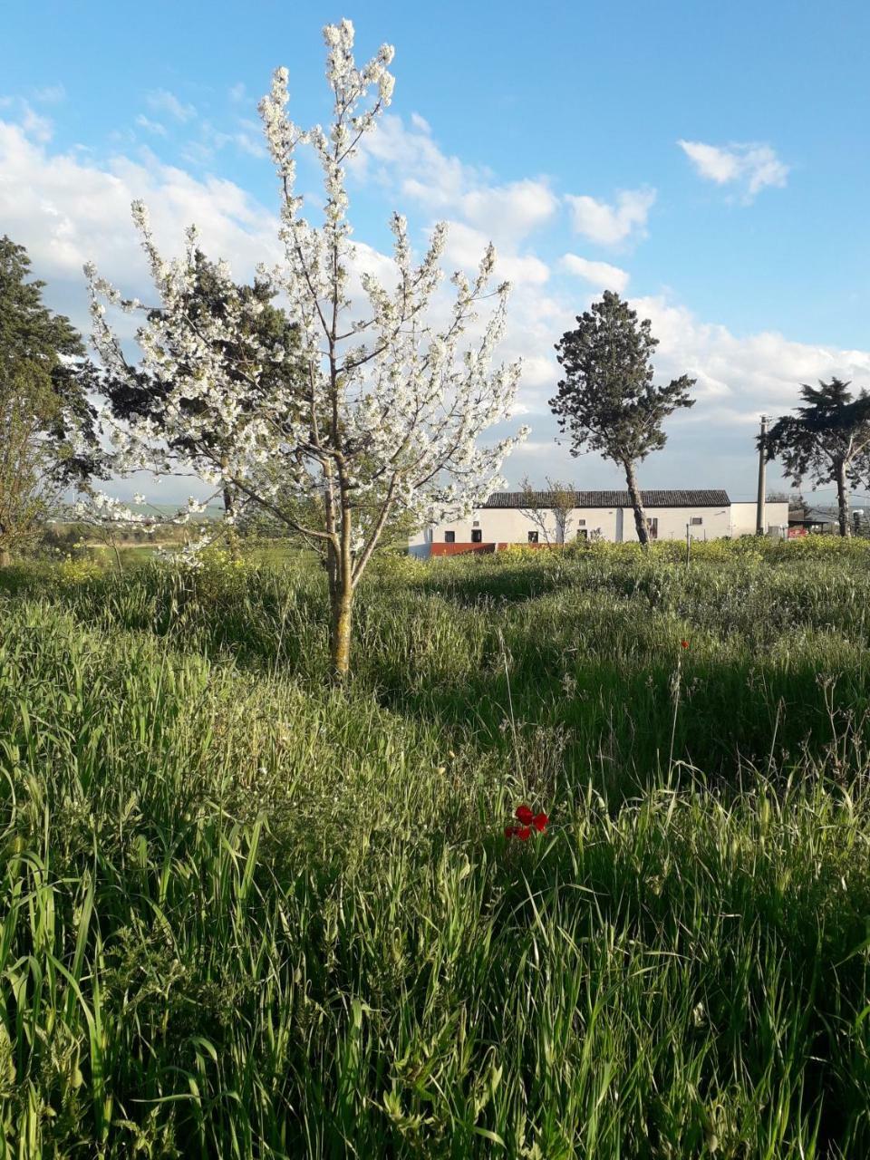 Masseria Agriturismo Moschella Posta Piana Exteriör bild